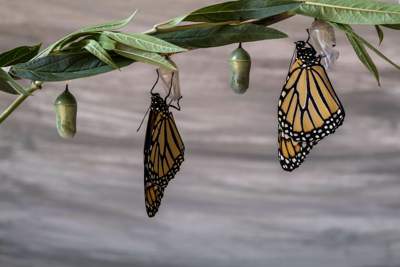 Transformation - as like the butterfly
