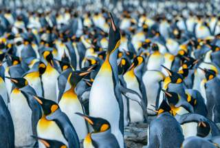 Public awareness of the loss of biodiversity and its threat to the well being of the planet is a growing trend.
